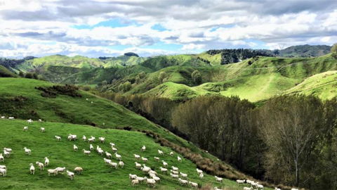 Mt Huia Farmstay - Homestead B&B - Accommodation New Zealand 12