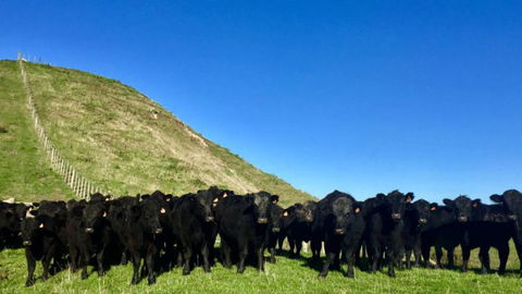 Mt Huia Farmstay - Homestead B&B - Accommodation New Zealand 13