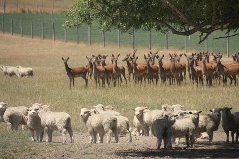 Five Rivers Retreat - Accommodation New Zealand 1