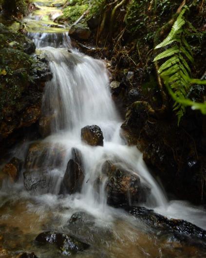 Mount Tutu Eco-Sanctuary - Accommodation New Zealand 2