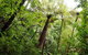 Mount Tutu Eco-Sanctuary - thumb 4