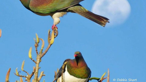 Mount Tutu Eco-Sanctuary - Accommodation New Zealand 7