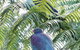 Mount Tutu Eco-Sanctuary - thumb 8