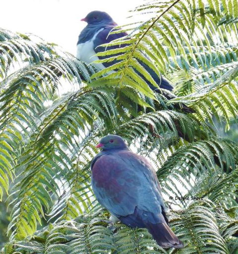 Mount Tutu Eco-Sanctuary - Accommodation New Zealand 8
