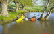 Aoraki Cottage B&B/Adventure Farm Stay - thumb 4