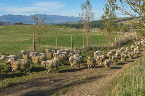 Dusky Ridges Farmstay Bed & Breakfast - Accommodation New Zealand 3