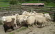 Maungakawa Views New Zealand Farmstays - thumb 4