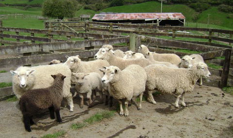 Maungakawa Views New Zealand Farmstays - Accommodation New Zealand 4