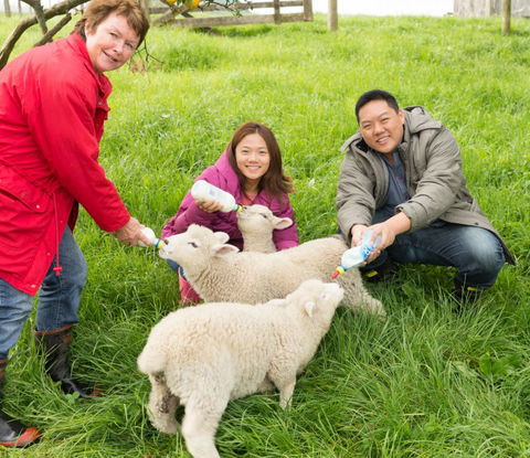 Maungakawa Views New Zealand Farmstays - Accommodation New Zealand 6