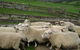 Maungakawa Views New Zealand Farmstays - thumb 15