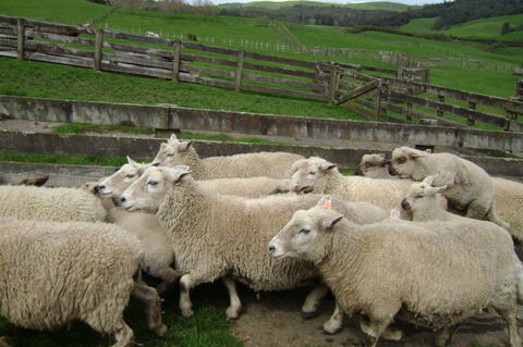 Maungakawa Views New Zealand Farmstays - Accommodation New Zealand 15