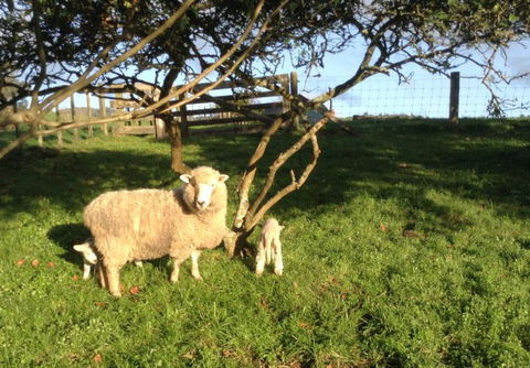 Maungakawa Views New Zealand Farmstays - Accommodation New Zealand 17