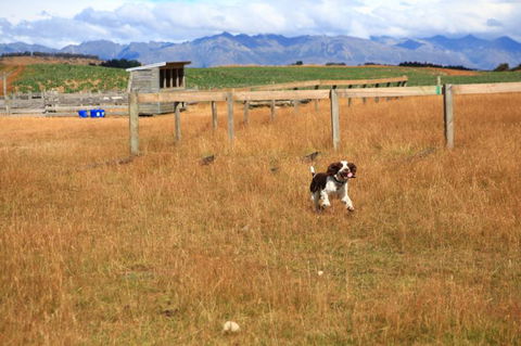 Kepler Oaks Chalet - Accommodation New Zealand 28