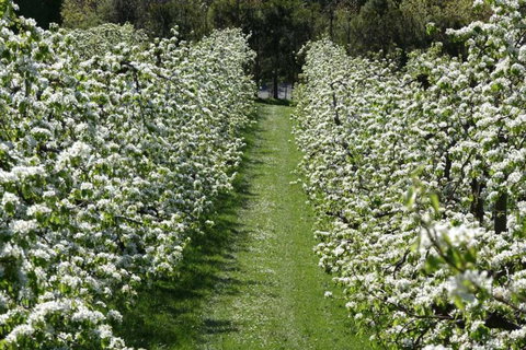The Pear Orchard Lodge - Accommodation New Zealand 23