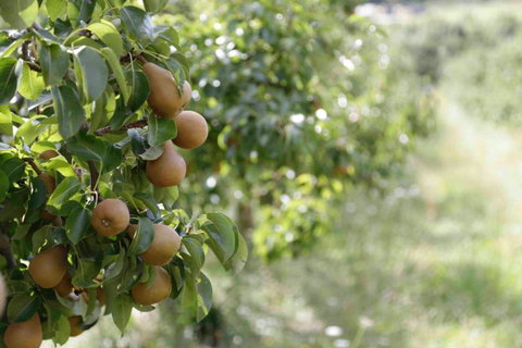The Pear Orchard Lodge - Accommodation New Zealand 25