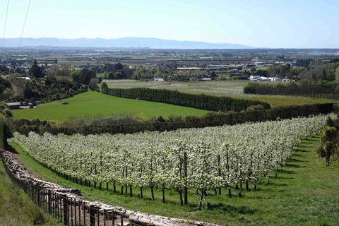 The Pear Orchard Lodge - Accommodation New Zealand 26