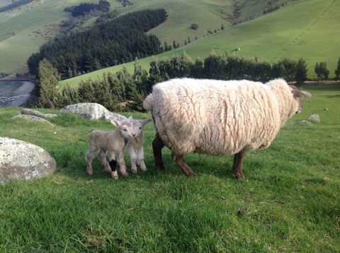 Tayler Point Homestay - Accommodation New Zealand 3