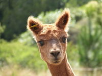 Pukeatua Farmstay