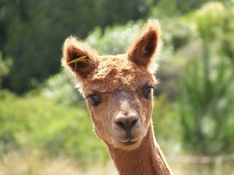 Pukeatua Farmstay - Accommodation New Zealand 0