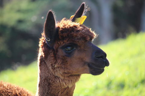 Pukeatua Farmstay - Accommodation New Zealand 6