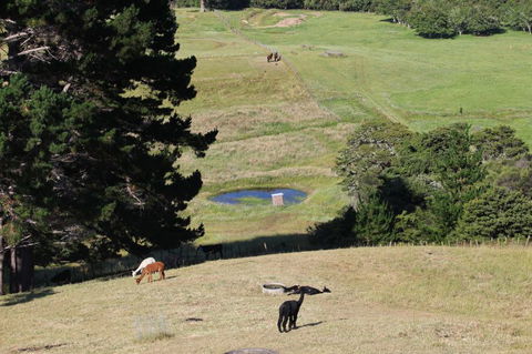 Pukeatua Farmstay - Accommodation New Zealand 10