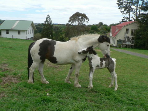 The Carriage House - Bay Of Islands - Accommodation New Zealand 0