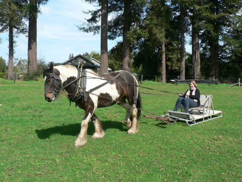 The Carriage House - Bay Of Islands - Accommodation New Zealand 1