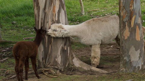 Kepler Mountain View Alpaca Cottage - Accommodation New Zealand 1