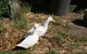 Broekhaven Country Cottage - thumb 12