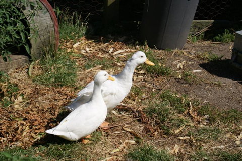 Broekhaven Country Cottage - Accommodation New Zealand 12