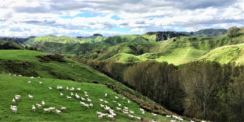 Mt Huia Farmstay - Hodd Cottage - Accommodation New Zealand 0