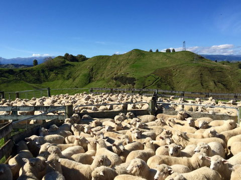 Mt Huia Farmstay - Hodd Cottage - Accommodation New Zealand 10