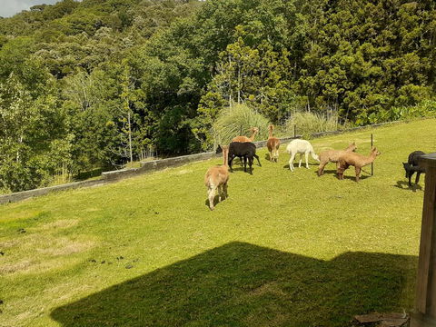 Special View BnB Only - Accommodation New Zealand 1