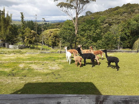 Special View BnB Only - Accommodation New Zealand 0