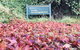 Te Puia Hot Springs Hotel - thumb 2
