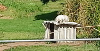 The Dog House