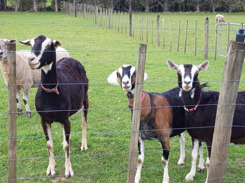 The Oars B&B - Accommodation New Zealand 1