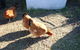 The Red Hen And Dog - thumb 1