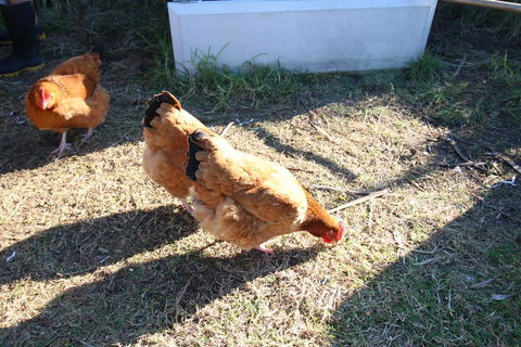 The Red Hen And Dog - Accommodation New Zealand 1