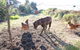 The Red Hen And Dog - thumb 2