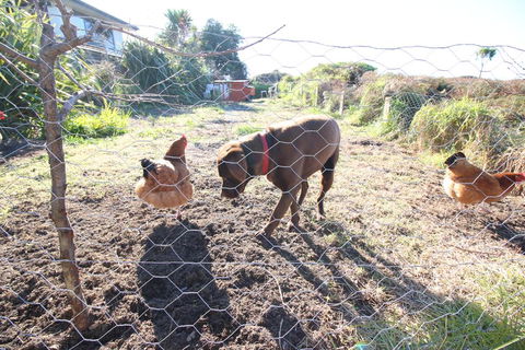 The Red Hen And Dog - Accommodation New Zealand 2
