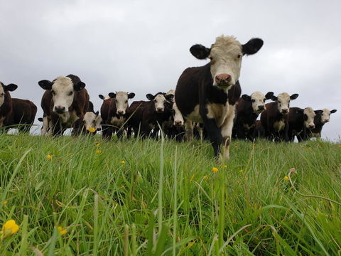 The Yellow Cottage - Accommodation New Zealand 0