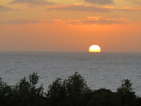totara28