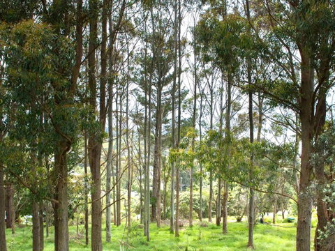 Two Rooms Onetangi - Onetangi Holiday Home - Accommodation New Zealand 3