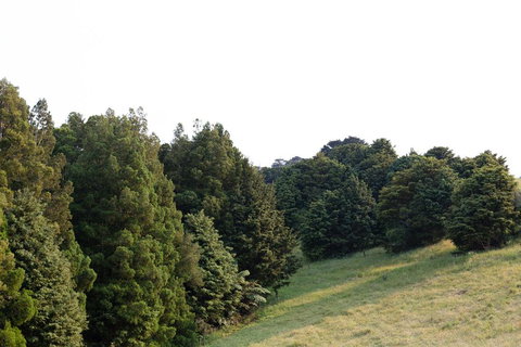 Wild Forest Estate Tin Box - Accommodation New Zealand 2