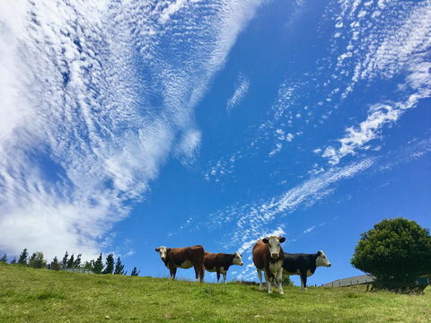 YiFan Lake View Manor In Rotorua - Accommodation New Zealand 1