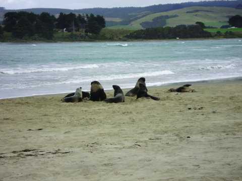 Pounawea Motor Camp - Accommodation New Zealand 3