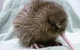 Franz Josef TOP 10 Holiday Park - thumb 11