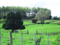 Mountview Farmstay  Appaloosa Stud
