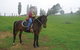Waitomo Big Bird B&B & Petting Farm - thumb 3